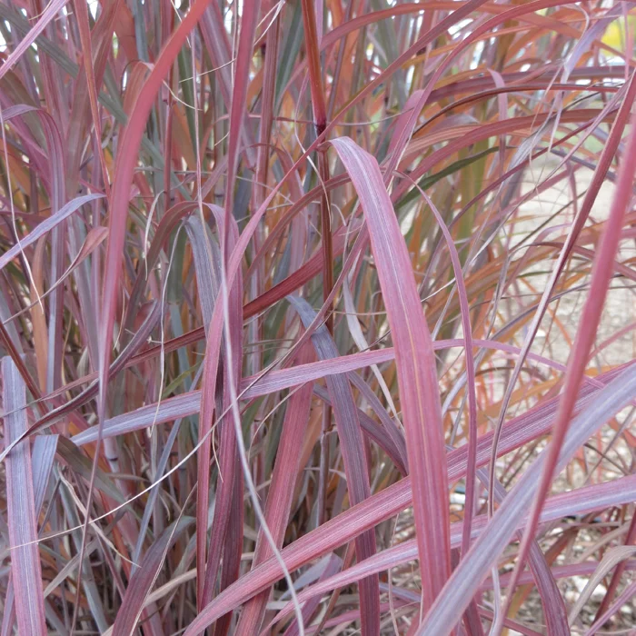 Big bluestem 'Wind Walker', grows up to 5 ft tall, tolerates low water conditions and has absolutely the best steel blue foliage and rusty red autumn color. Photo courtesy of High Country Gardens.