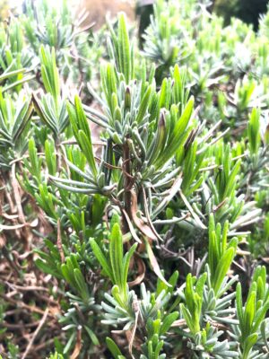 Bright green indicates new growth on this lavender.