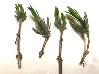 New roots will form along the leaf nodes.