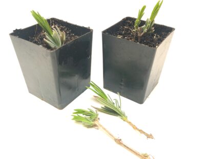 Stick lavender cutting in soil to the lower leaves.