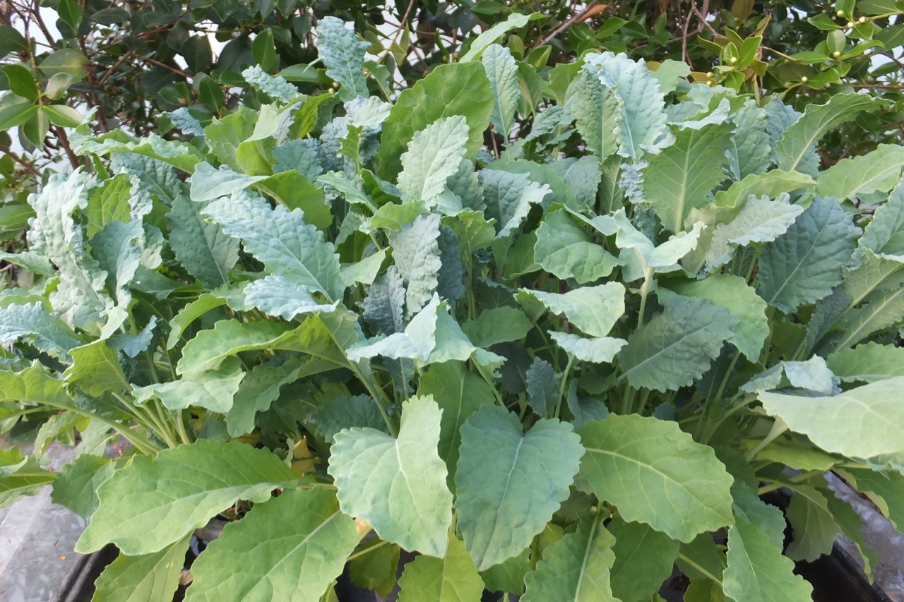 Kale but not as we grew it - by Bob Flowerdew