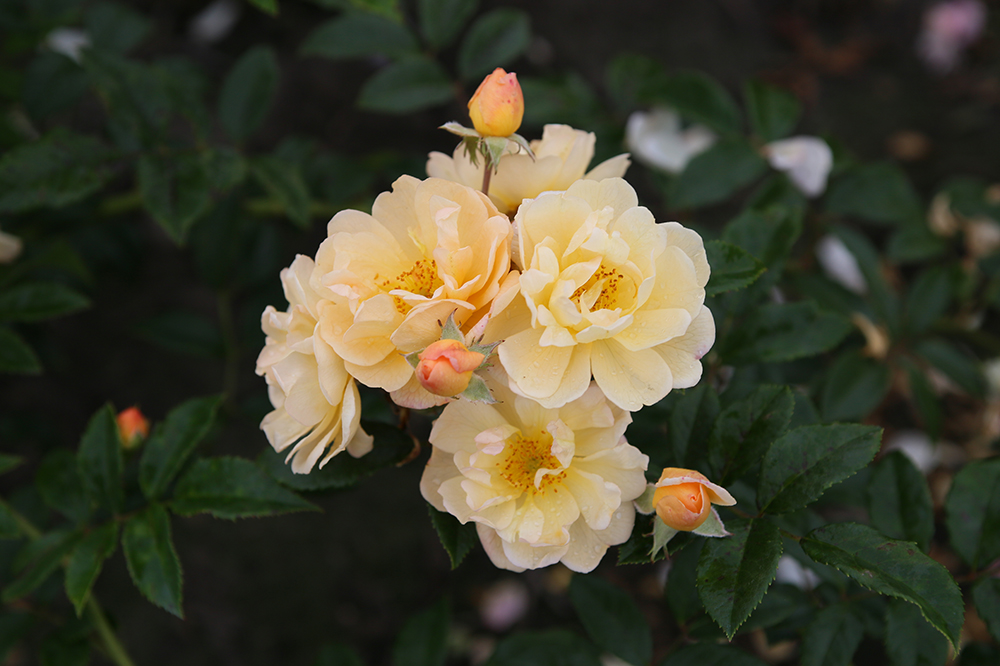 British summertime – Roses love the rain - by Val Bourne