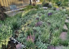 No lawn other than clover and mostly native grasses and a rock garden overcome by a variety of cacti and small plants exceeding expectations. June is busting out all over!