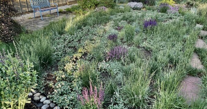 No lawn other than clover and mostly native grasses and a rock garden overcome by a variety of cacti and small plants exceeding expectations. June is busting out all over!